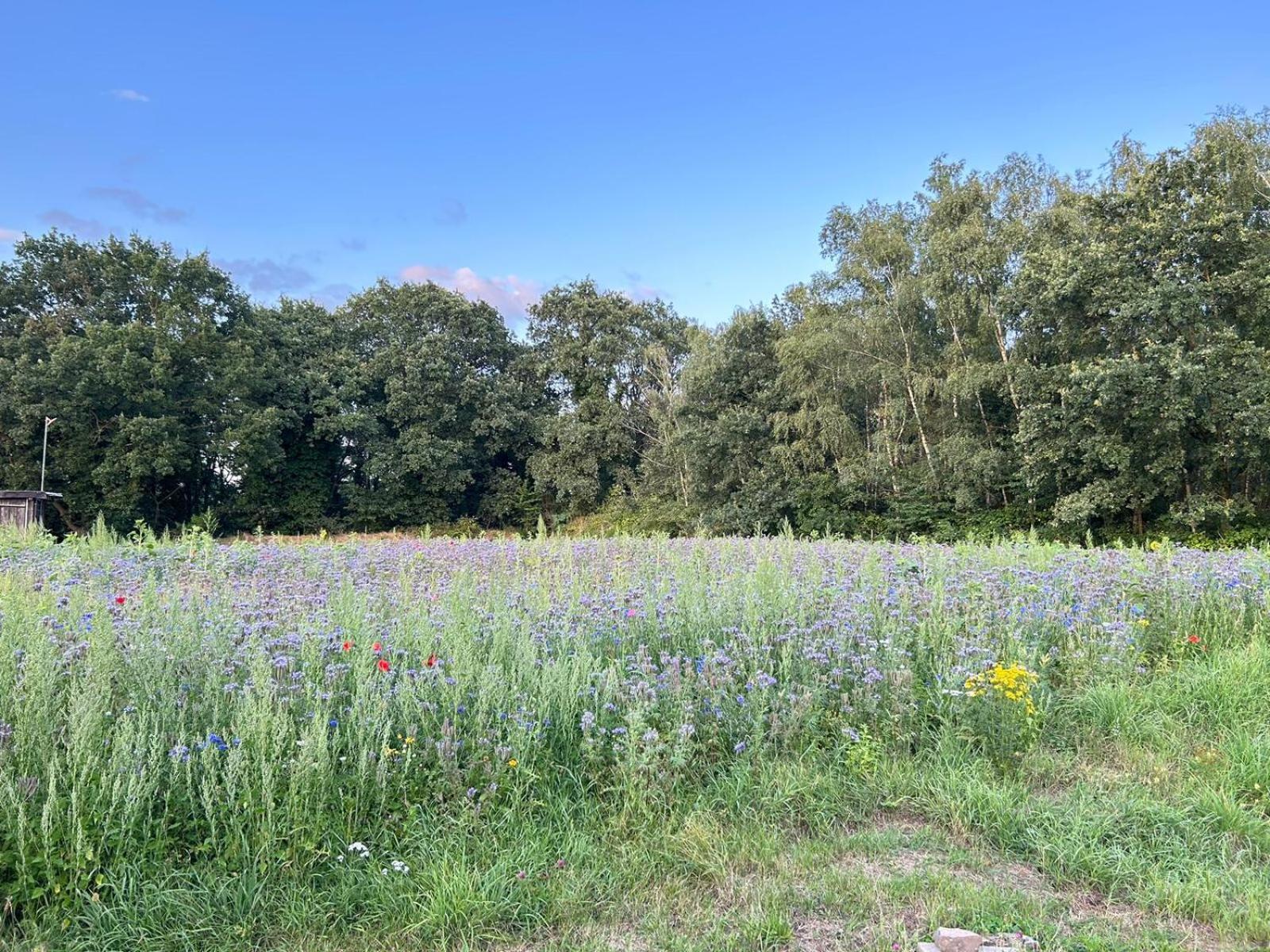 Xantener Ferienhaus Heeser Weg Esterno foto